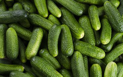 cucumbers, fresh vegetables, background with cucumbers, green cucumbers, vegetables