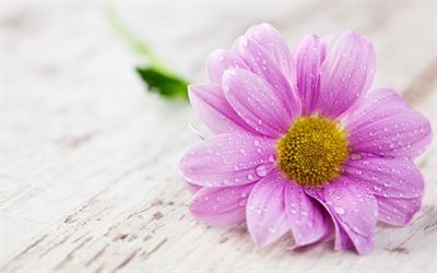 violet gerbera, 4k, gros plan, bokeh, belles fleurs, gerberas, rosée, fond avec des fleurs, fleurs violettes