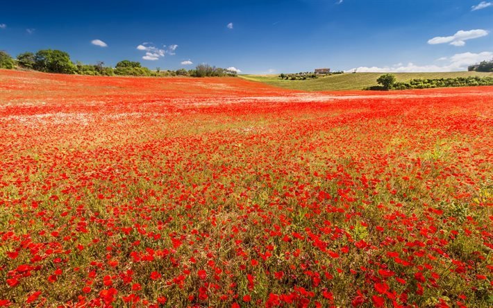 Valensole, poppy field, meadow, summer, poppies, France