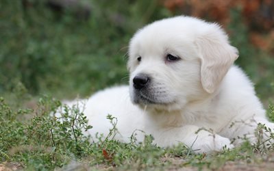 labrador bianco, cucciolo, erba, cani, retriever