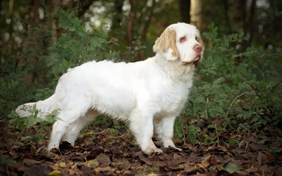 Clumberパニエル, 4k, 森林, ペット, 白い犬, 犬, Clumberパニエル犬