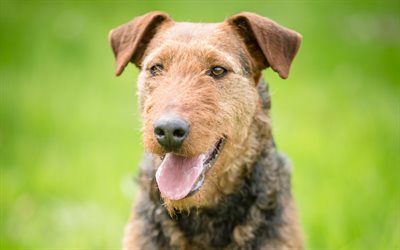Airedale Terrier, Bingley Terrier, Vattnet Terrier, 4k, portr&#228;tt, lockig brun hund, husdjur