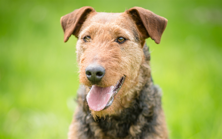 Airedale Terrier, Bingley Terrier, Waterside Terrier, 4k, portre, kıvırcık kahverengi k&#246;pek, evcil hayvan