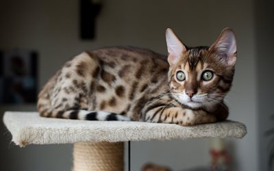 Bengal cat, 4k, pets, gray cat, cute animals, spotted cats, breeds of short-haired cats