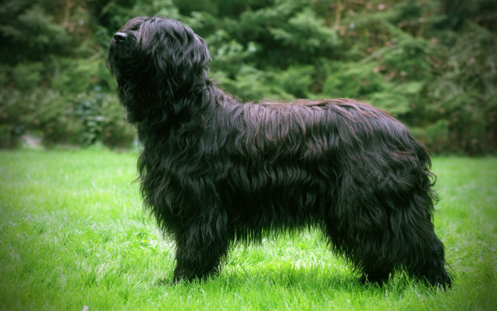 Briard, 4k, فروي الكلب, الأسود briard, الحيوانات الأليفة, الكلاب, الحيوانات لطيف, كلب مضحك, Briard الكلب