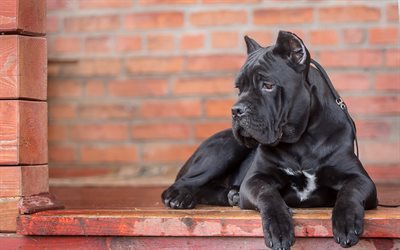 Cane Corso, le gros chien noir, 4k, les animaux de compagnie, italien races de chiens, italien canne