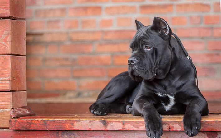 Cane Corso, الكلب الأسود الكبير, 4k, الحيوانات الأليفة, الإيطالية سلالات الكلاب, الإيطالية قصب