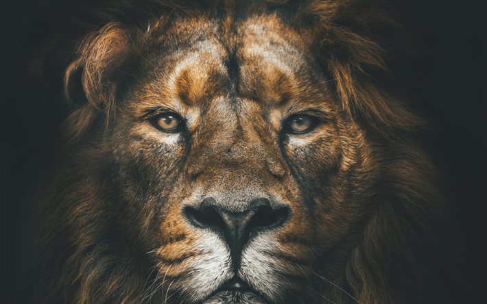 leone, 4k, muso, natura, predatori, Africa