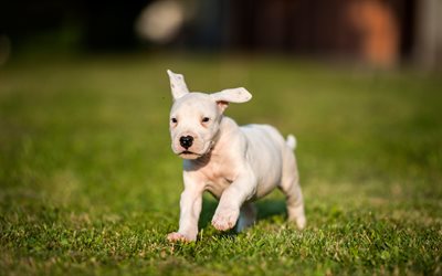 Dogo Argentino, 4K, Dogue Argentin, petit chiot blanc, de mignons petits animaux, animaux de compagnie, chiens