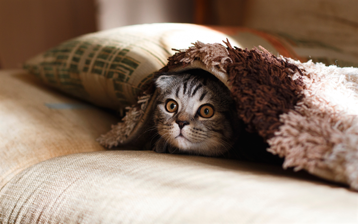 Scottish Fold Cat, 4k, gray cat, pets, muzzle, cats, cute animals, domestic cat, Scottish Fold