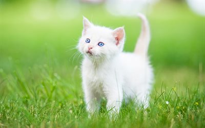 Angora turc, 4k, petites et blanches, chaton, animaux mignons, de l&#39;herbe verte, chat blanc