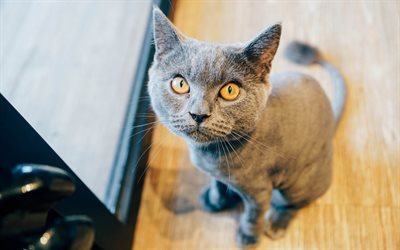 Gato British Shorthair, animais fofos, animais de estima&#231;&#227;o, cinza gatos, olhos verdes, ra&#231;as de p&#234;lo curto gatos