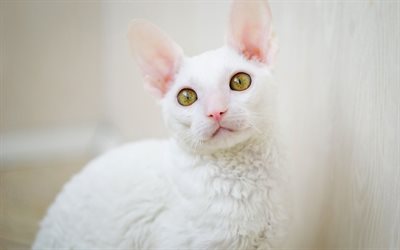 LaPerm القط, 4K, القط أبيض رقيق, الحيوانات الأليفة, الحيوانات لطيف, القطط, ذوق سلالة القط