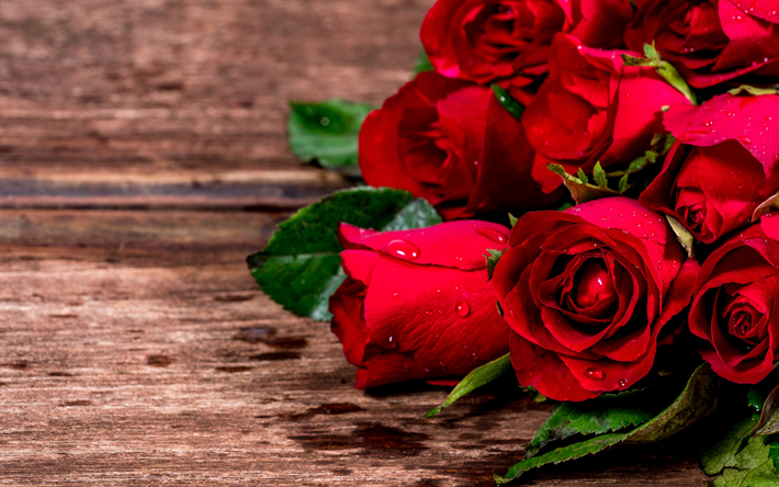 الورود الحمراء, قطرات على بتلات, براعم الورود الحمراء, الرومانسية, باقة جميلة, الورود