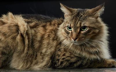 Gato Manx, animais de estima&#231;&#227;o, 4k, belo gato, animais fofos, gato sem cauda