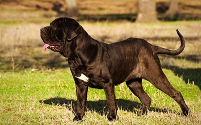 M&#226;tin napolitain, Mastino, gros chien noir, les animaux de compagnie, italien races de chiens, 4K
