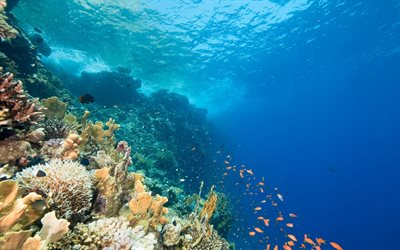 underwater world, ocean, coral reef, fisk, djur i havet, bl&#229;tt vatten