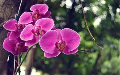 rosa orchideen, regenwald, sch&#246;ne rosa bl&#252;ten, zweig der orchidee