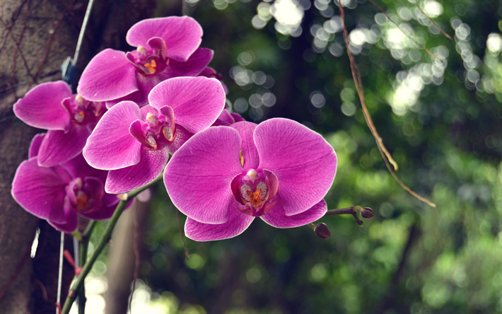 pink orchids, rainforest, beautiful pink flowers, branch of an orchid