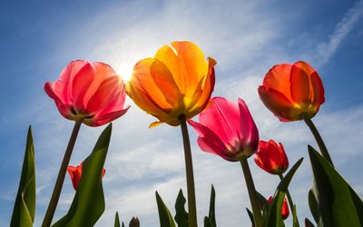 colorful tulips, 4k, blue sky, spring, sunny day, tulips