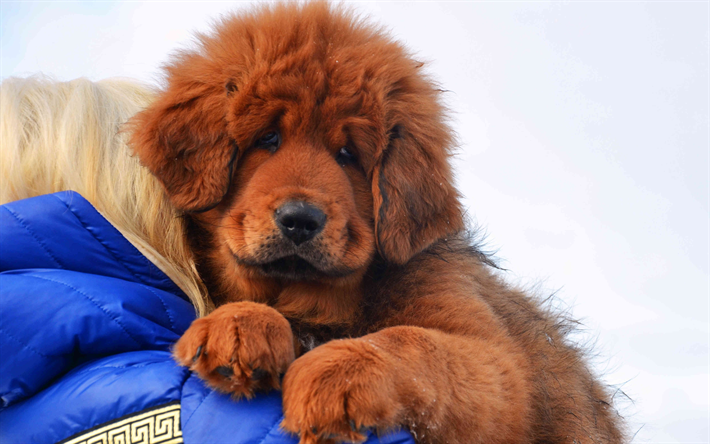 Mastino tibetano marrone cucciolo, 4k, cani di piccola taglia, carino animali, cani, cane Tibetano