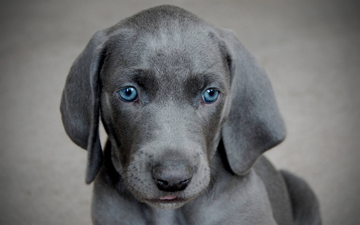 Blue Lacy, puppy, muzzle, gray dog, cute animals, pets, dogs, Blue Lacy Dog