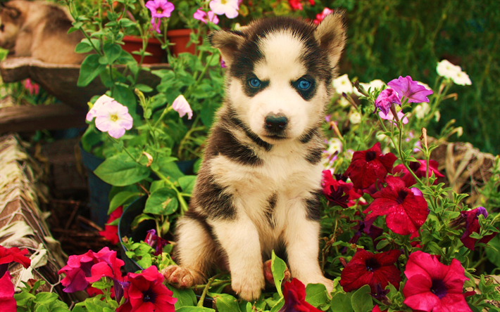 ハスキー, 4k, ペット, 子犬, シベリアンハスキー, 青い眼, かわいい動物たち, 犬, ハスキー犬