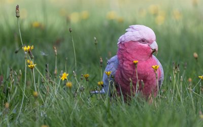 Galah, Pink cockatoo, طائر جميل, الببغاء الوردي, العشب الأخضر, الببغاء, Eolophus roseicapilla, galah الببغاء, وردي على النحو الببغاء