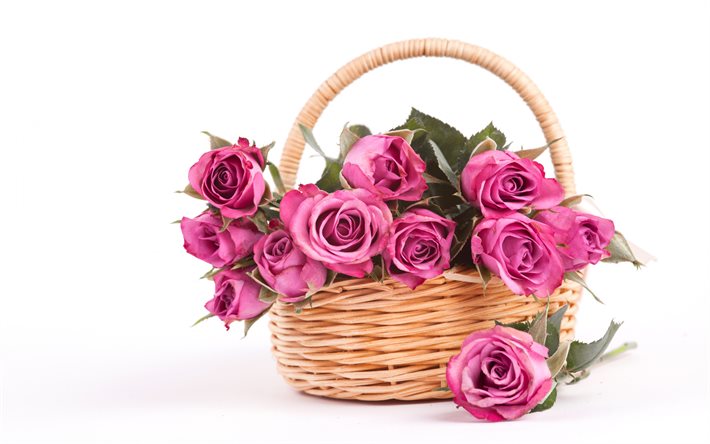 rosas de color rosa en una cesta de rosas sobre un fondo blanco, cesta de mimbre, rosas, hermosas flores
