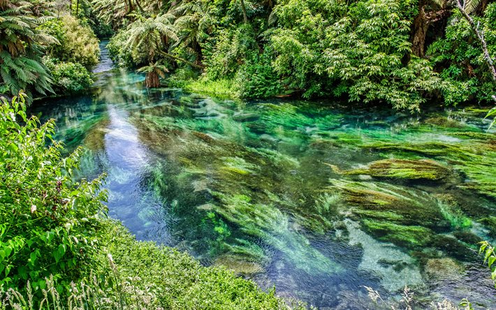 jungle, river, emerald water, forest, green trees, ecology, environment, jungle river