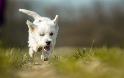 West Highland White Terrier, l'exécution de chien, animaux domestiques, animaux mignons, bokeh, les chiens