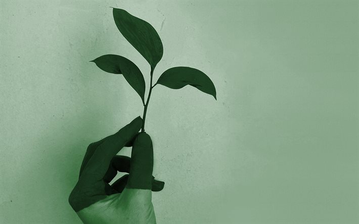 brote verde en las manos, el eco de los conceptos, las hojas verdes, el medio ambiente, la ecolog&#237;a, el verde de la pared de fondo