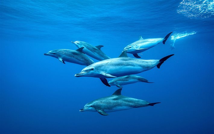 los delfines, bajo el agua, Tenerife, Islas Canarias, en el Oc&#233;ano Atl&#225;ntico, un grupo de delfines, oc&#233;ano