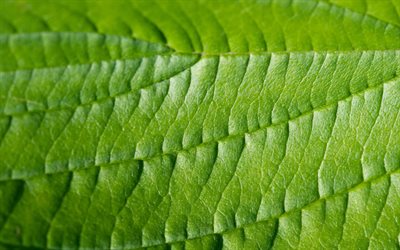 green leaf texture, eco texture, natural texture, green leaf, background with green leaf, green texture