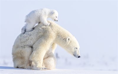 polar bears, mother and cub, cute animals, wildlife, snowdrifts, bears, winter, Ursus maritimus