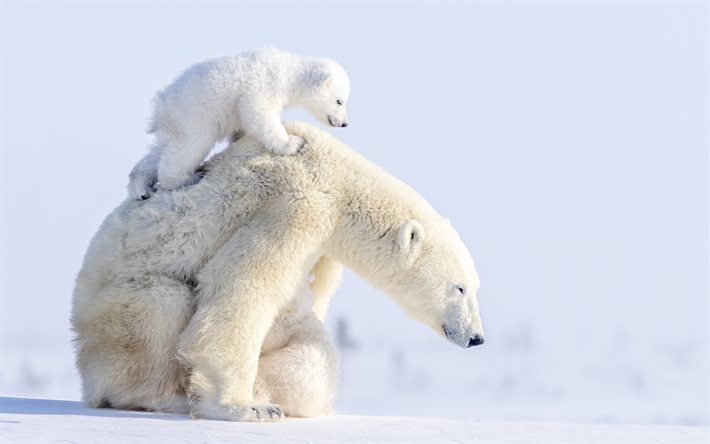 les ours polaires, la m&#232;re et son petit, mignon des animaux, de la faune, des boules de neige, ours, hivernale, Ursus maritimus