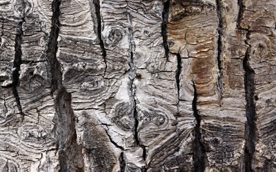 古い樹皮の質感, 木材の樹皮, 灰色の木製の背景, 森林, 自然の風合い