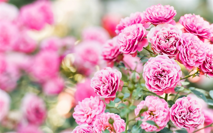 rosa peon&#237;as, bokeh, flores rosas, peon&#237;as, las yemas, Paeonia