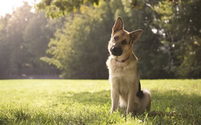 German Shepherd, puppy, pets, lawn, dogs, forest, German Shepherd Dog
