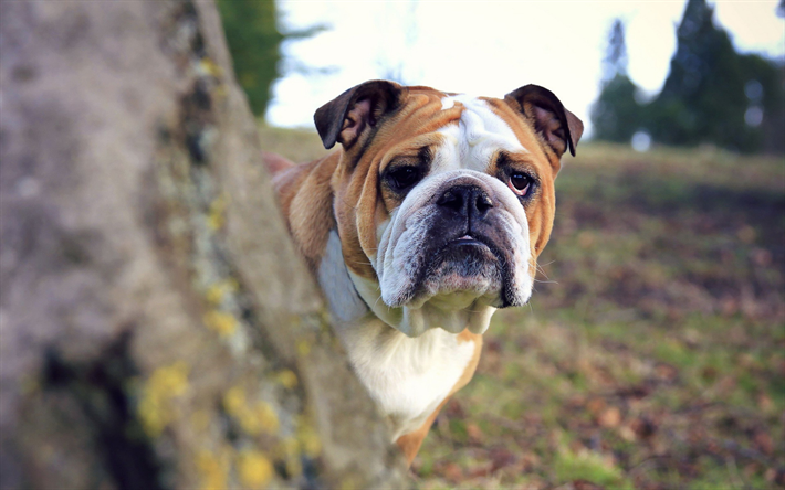 Engelsk Bulldog, bokeh, s&#246;ta djur, husdjur, skogen, Engelsk Bulldog Hundar, rolig hund