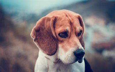beagle, close-up, welpen, hunde, niedlich, tiere, haustiere, hund