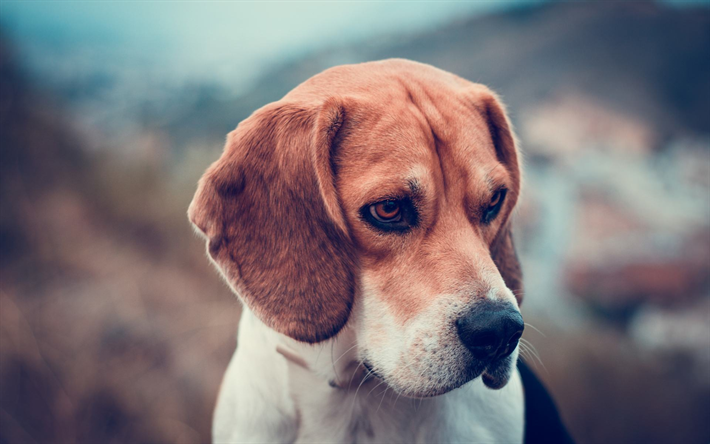 Beagle, close-up, cucciolo, cani, animali, animali domestici, Cane Beagle