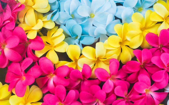 ダウンロード画像 フランジパニ 4k 色とりどりの花 エキゾチックの花 プルメリア フリー のピクチャを無料デスクトップの壁紙