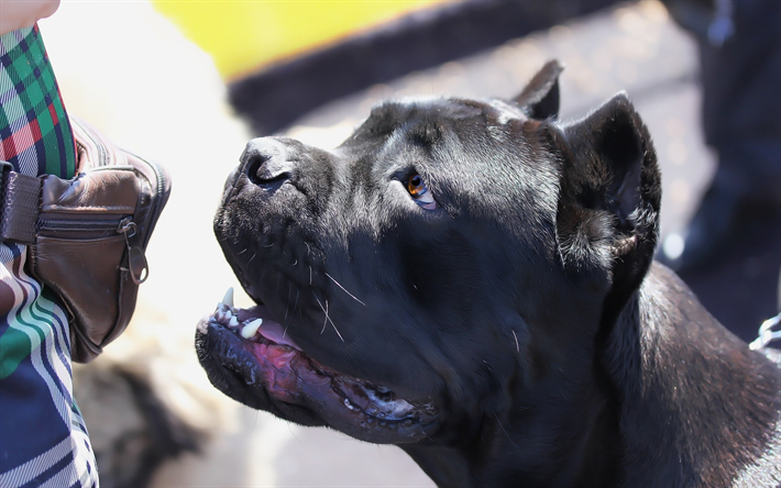 cane corso, italienische dogge, schwarz, gro&#223;, hund, haustiere, italienischer corso hund, italienischen hunderassen