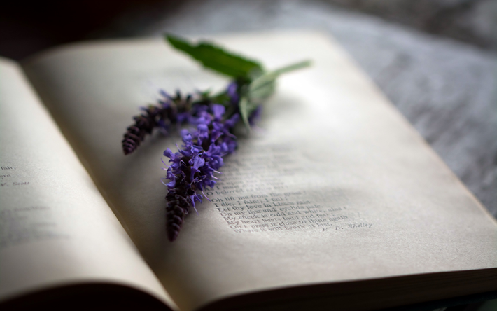 lupines, book, mood, blurriness, retro style, flowers in the book