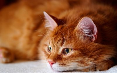 ginger cat, British short-haired cat, pets, cute animals, big cat