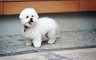 Bichon Frise, 子犬, ペット, 犬, 白い犬, Bichon Frise犬, かわいい動物たち, 描犬