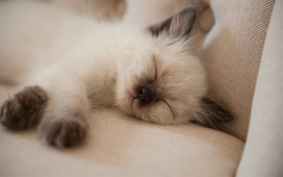sleeping kitten, small white cat, Birman cat, domestic cat breed, kittens
