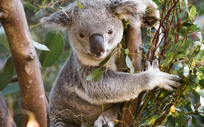 koala, s&#246;t bj&#246;rnunge, pungdjur, eukalyptus, Australien, skogen, Phascolarctos cinereus