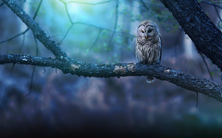 Owl, night, wildlife, predatory bird, Strigiformes